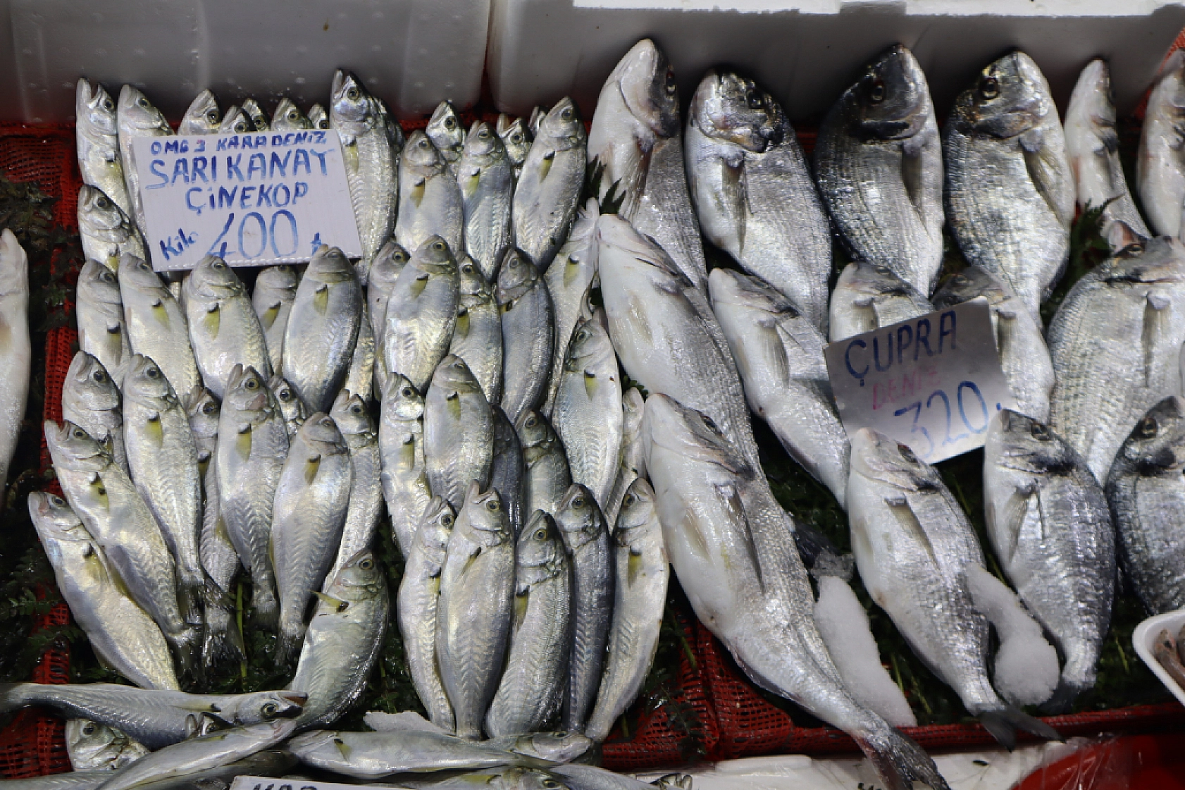 Malatya'da Balık Sezonu Başladı! En Ucuz Balık Hangisi? İşte Fiyatlar...