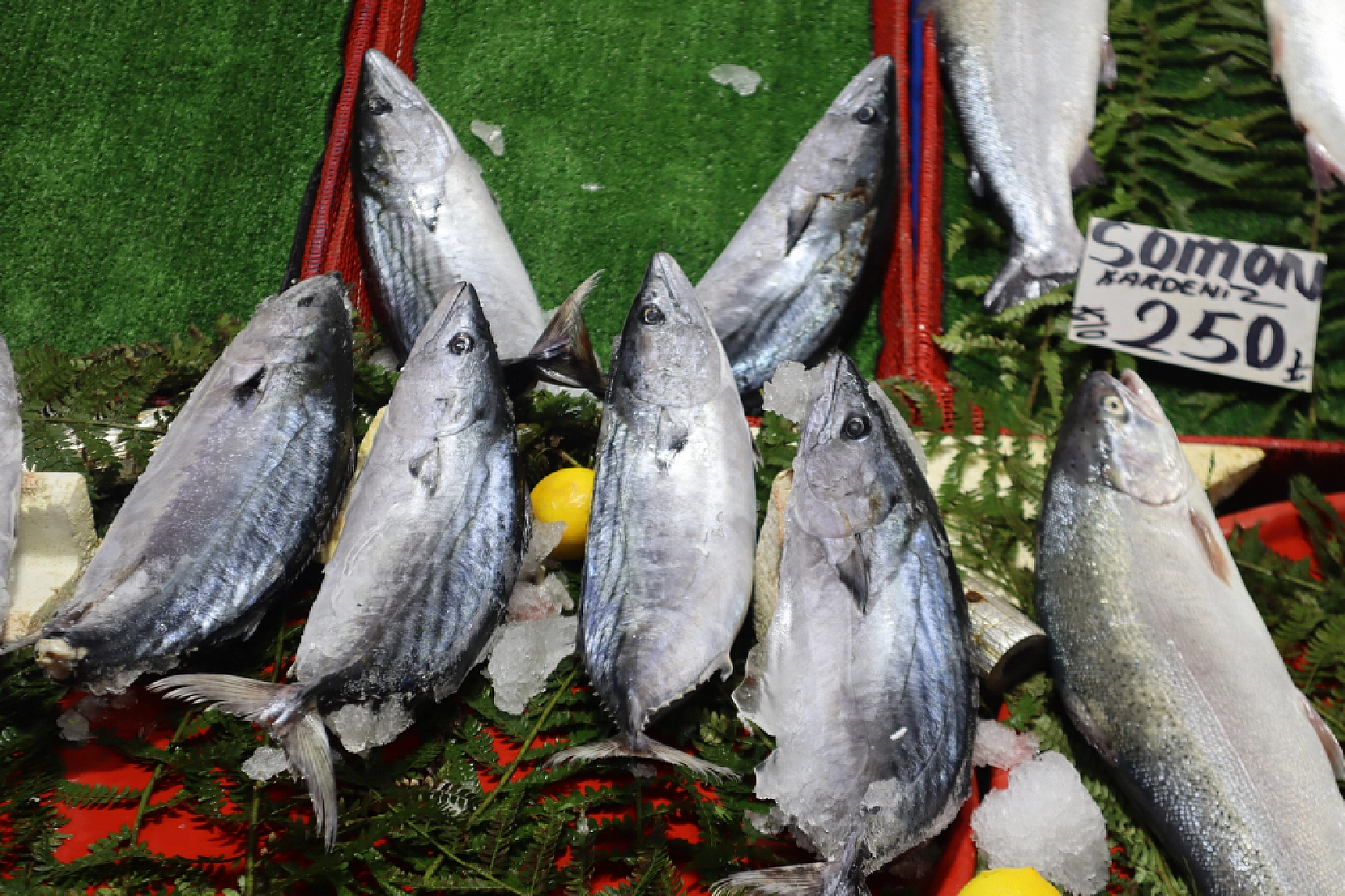 Malatya'da Balık Sezonu Başladı! En Ucuz Balık Hangisi? İşte Fiyatlar...