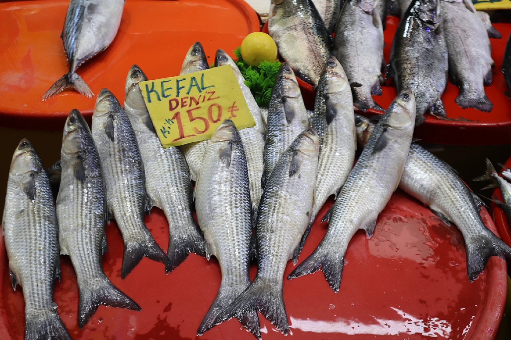 Malatya'da Balık Sezonu Başladı! En Ucuz Balık Hangisi? İşte Fiyatlar...