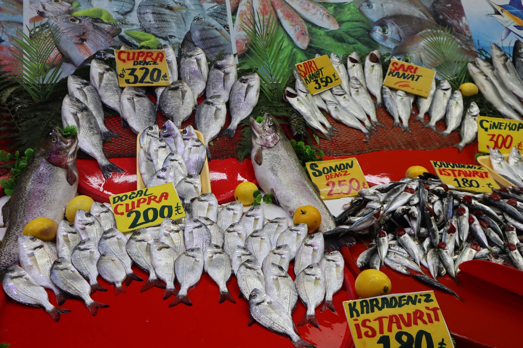 Malatya'da Balık Sezonu Başladı! En Ucuz Balık Hangisi? İşte Fiyatlar...