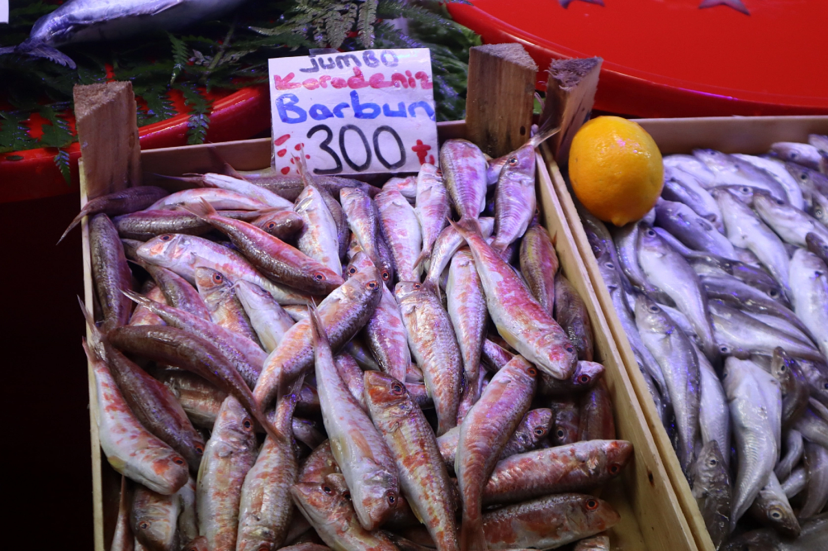 Malatya'da Balık Sezonu Başladı! En Ucuz Balık Hangisi? İşte Fiyatlar...