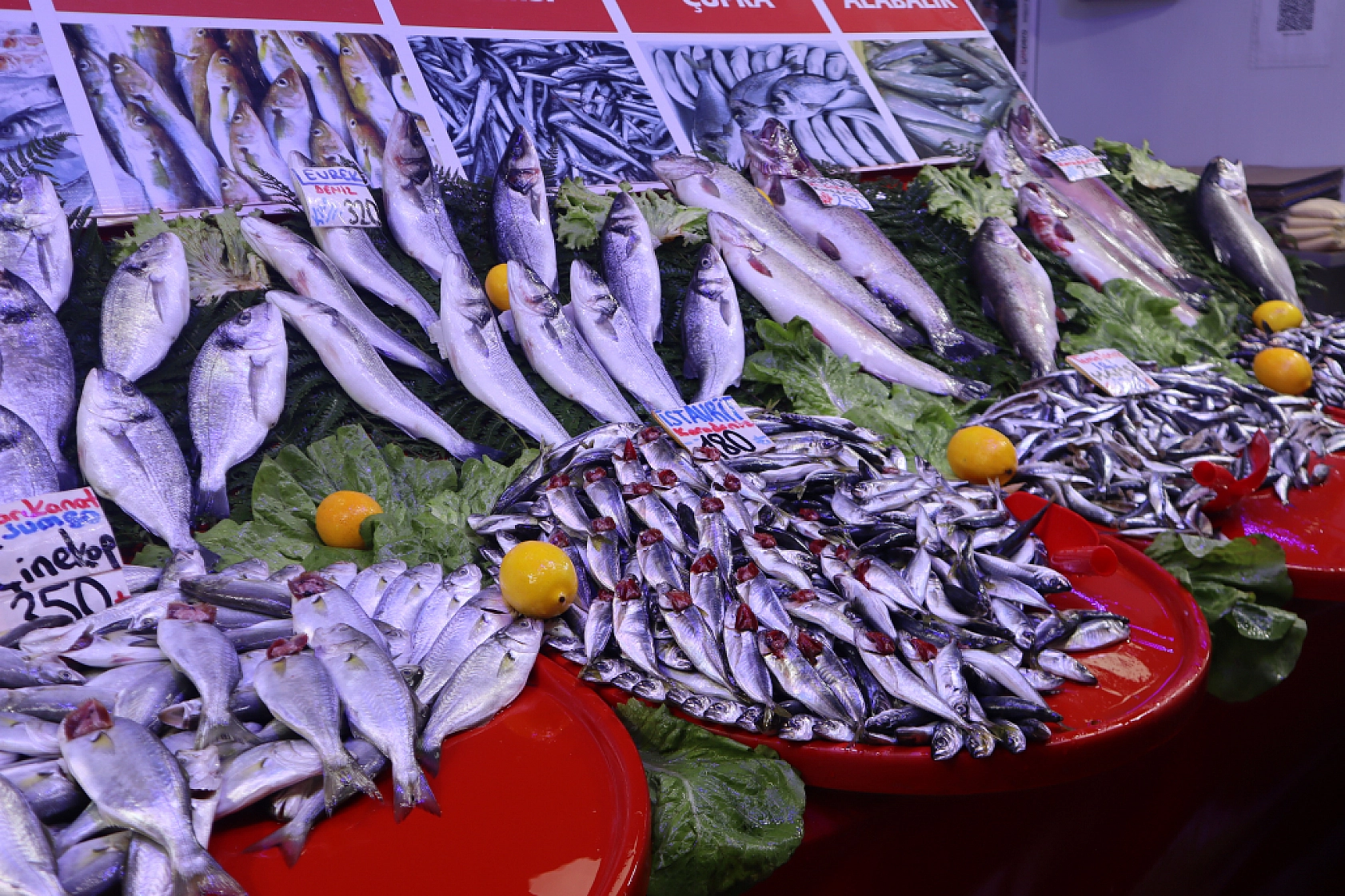 Malatya'da Balık Sezonu Başladı! En Ucuz Balık Hangisi? İşte Fiyatlar...