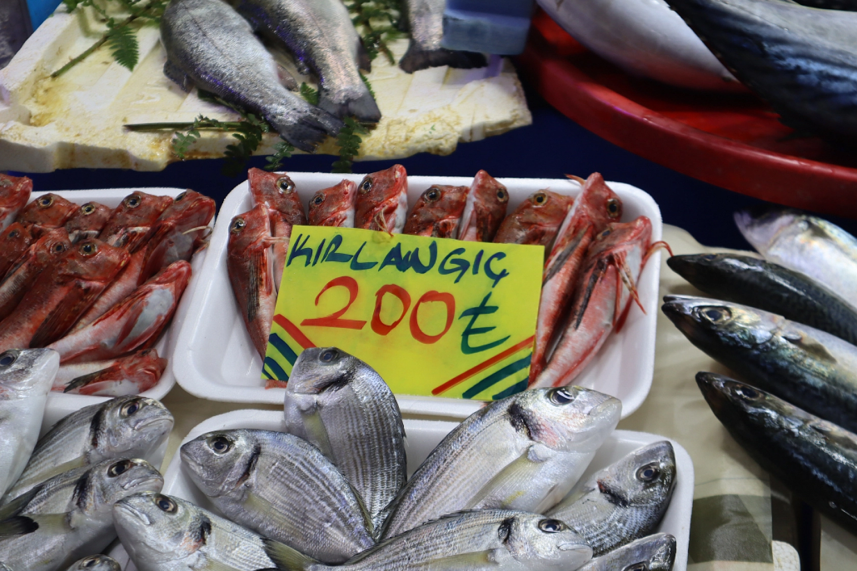 Malatya'da Balık Sezonu Başladı! En Ucuz Balık Hangisi? İşte Fiyatlar...