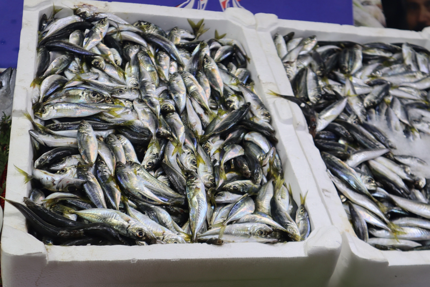 Malatya'da Balık Sezonu Başladı! En Ucuz Balık Hangisi? İşte Fiyatlar...