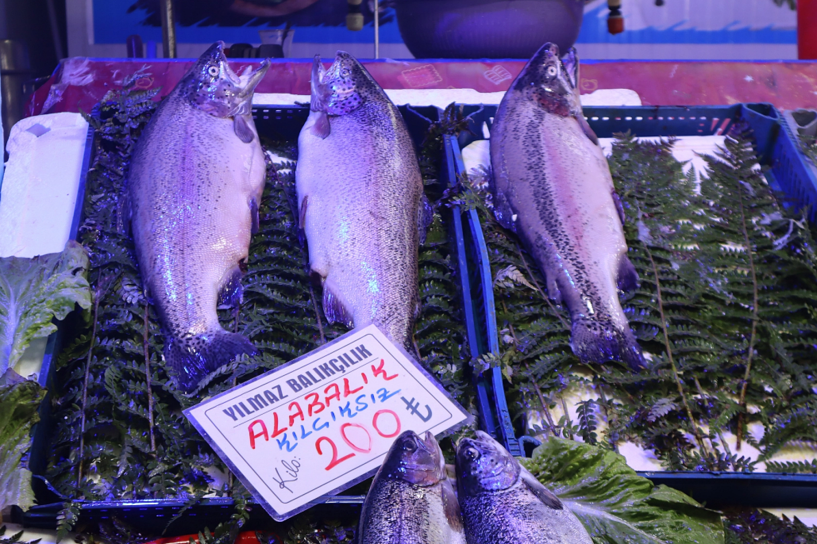 Malatya'da Balık Sezonu Başladı! En Ucuz Balık Hangisi? İşte Fiyatlar...