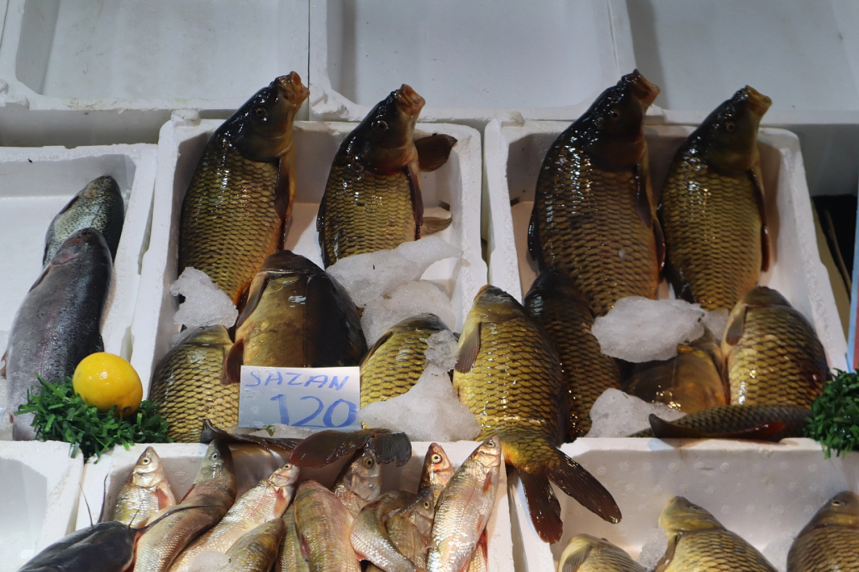 Malatya'da Balık Sezonu Başladı! En Ucuz Balık Hangisi? İşte Fiyatlar...