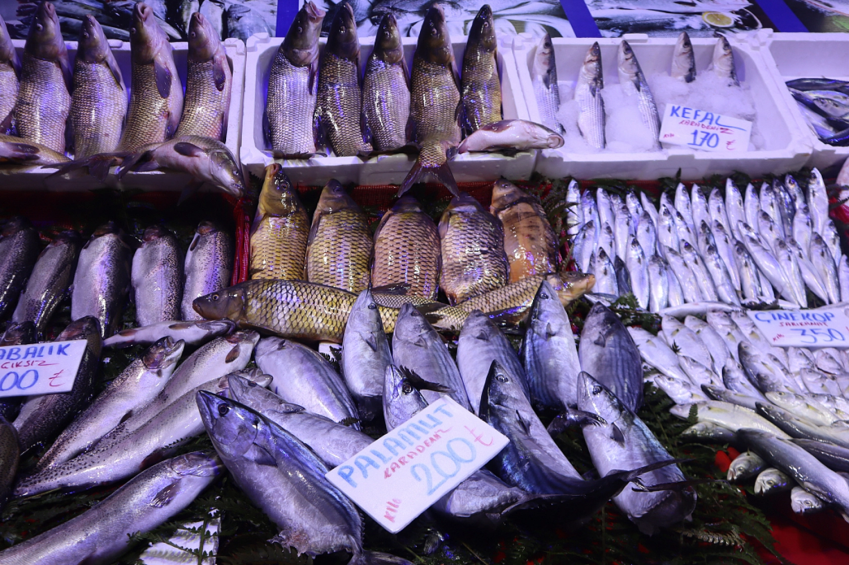 Malatya'da Balık Sezonu Başladı! En Ucuz Balık Hangisi? İşte Fiyatlar...