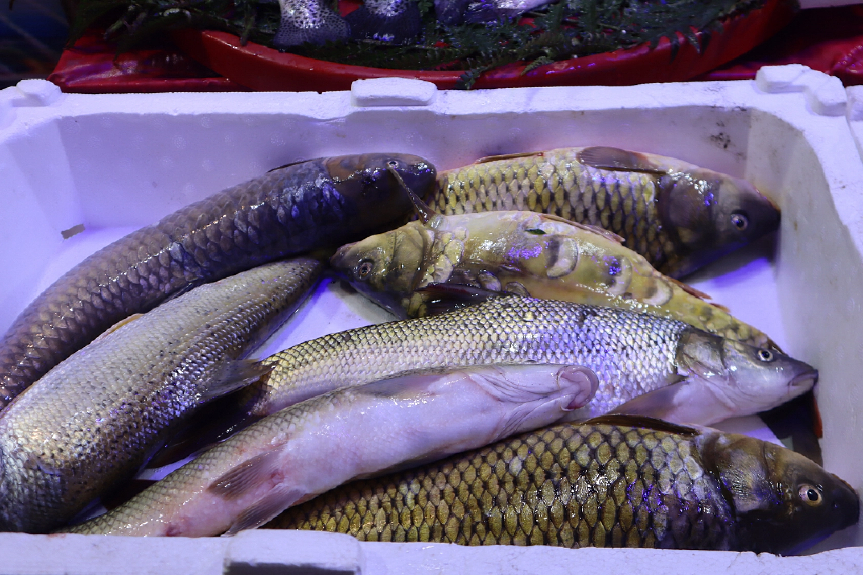 Malatya'da Balık Sezonu Başladı! En Ucuz Balık Hangisi? İşte Fiyatlar...