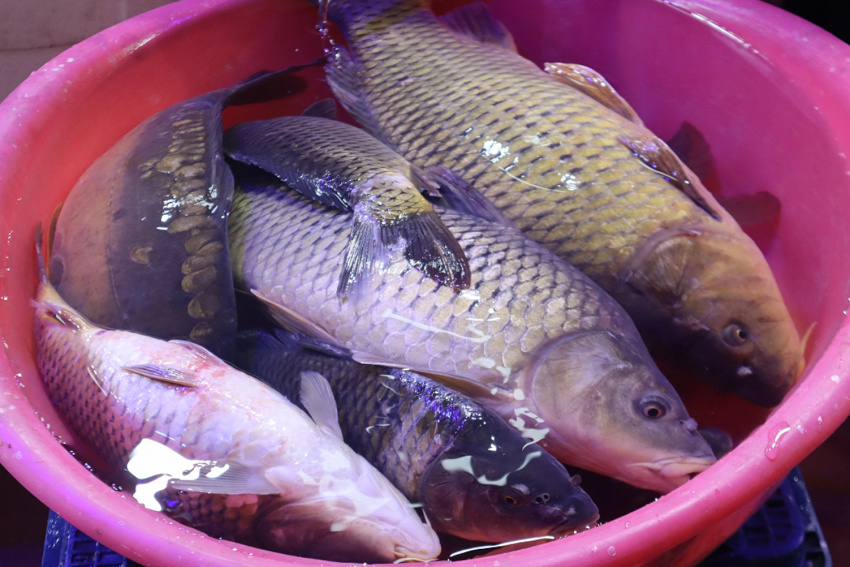 Malatya'da Balık Sezonu Başladı! En Ucuz Balık Hangisi? İşte Fiyatlar...