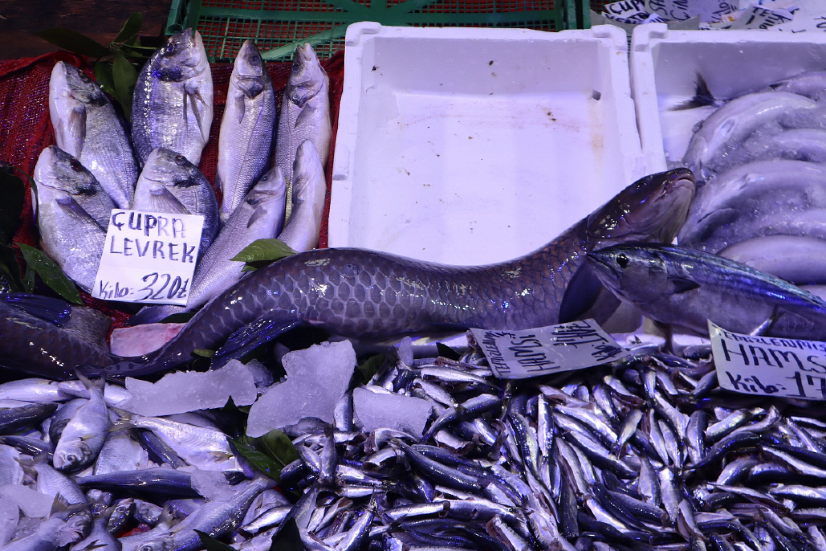 Malatya'da Balık Sezonu Başladı! En Ucuz Balık Hangisi? İşte Fiyatlar...