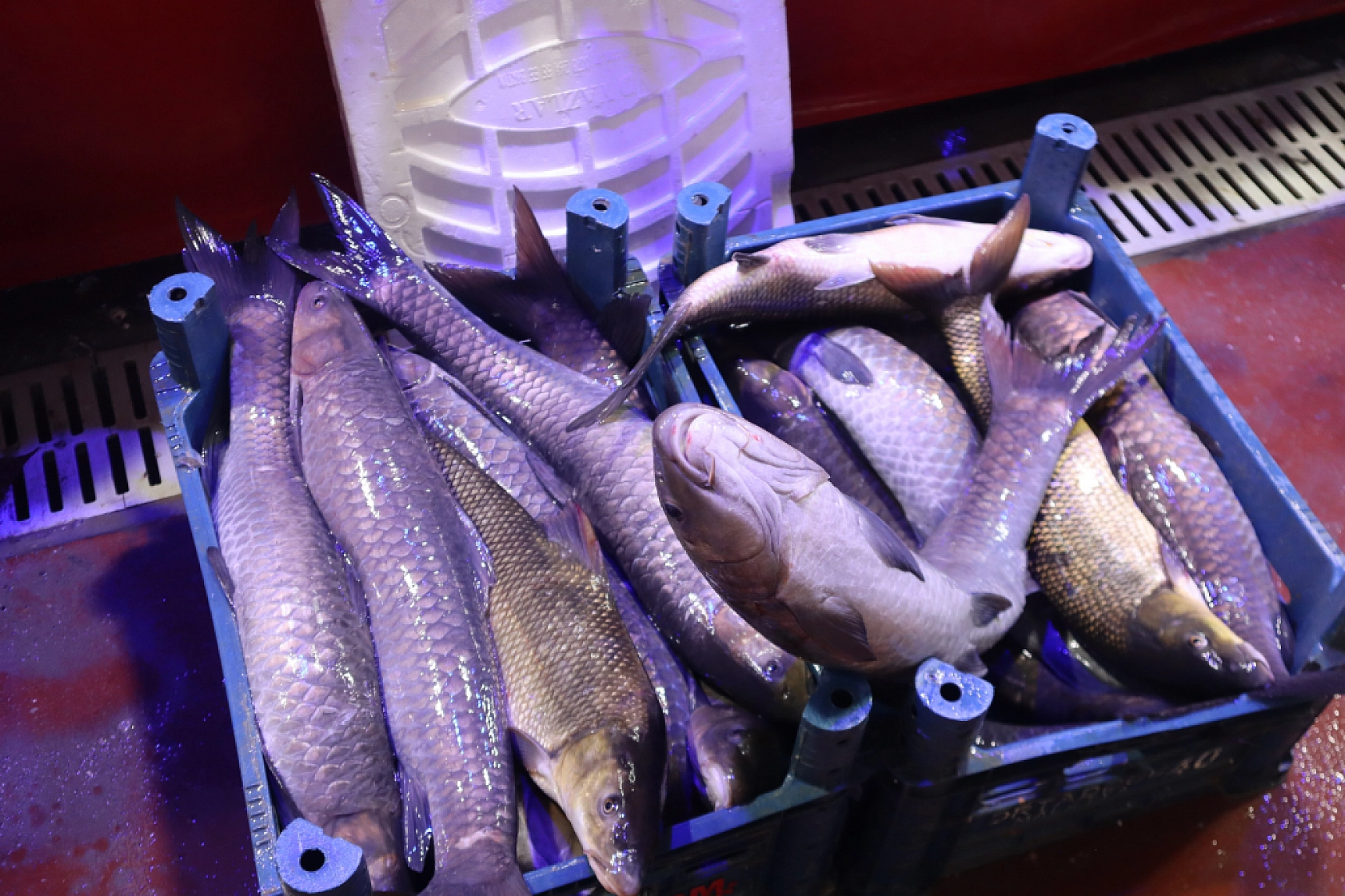 Malatya'da Balık Sezonu Başladı! En Ucuz Balık Hangisi? İşte Fiyatlar...