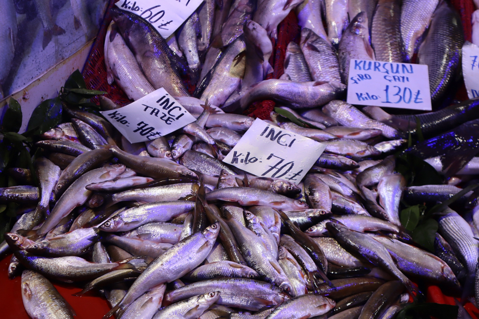 Malatya'da Balık Sezonu Başladı! En Ucuz Balık Hangisi? İşte Fiyatlar...