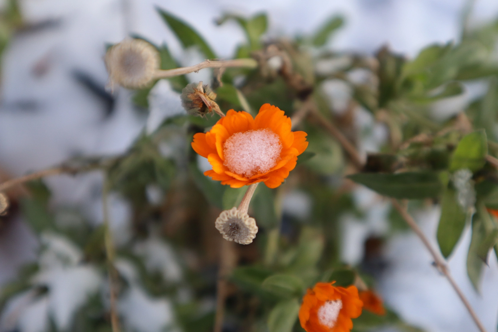 Malatyalılar Dikkat! Kar Geri Geliyor…