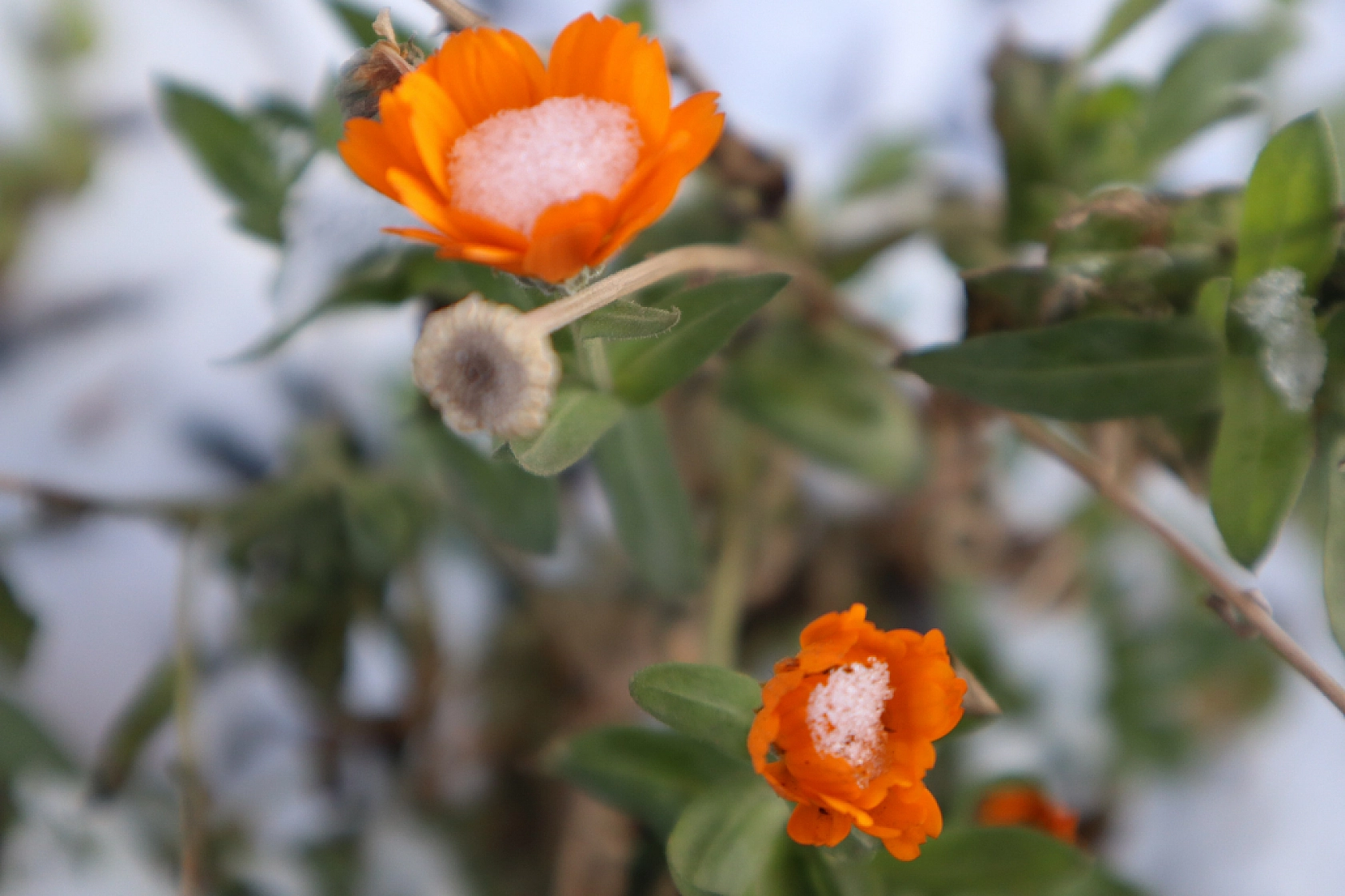 Meteoroloji saat verdi: Malatya'da kar yağışı etkili olacak