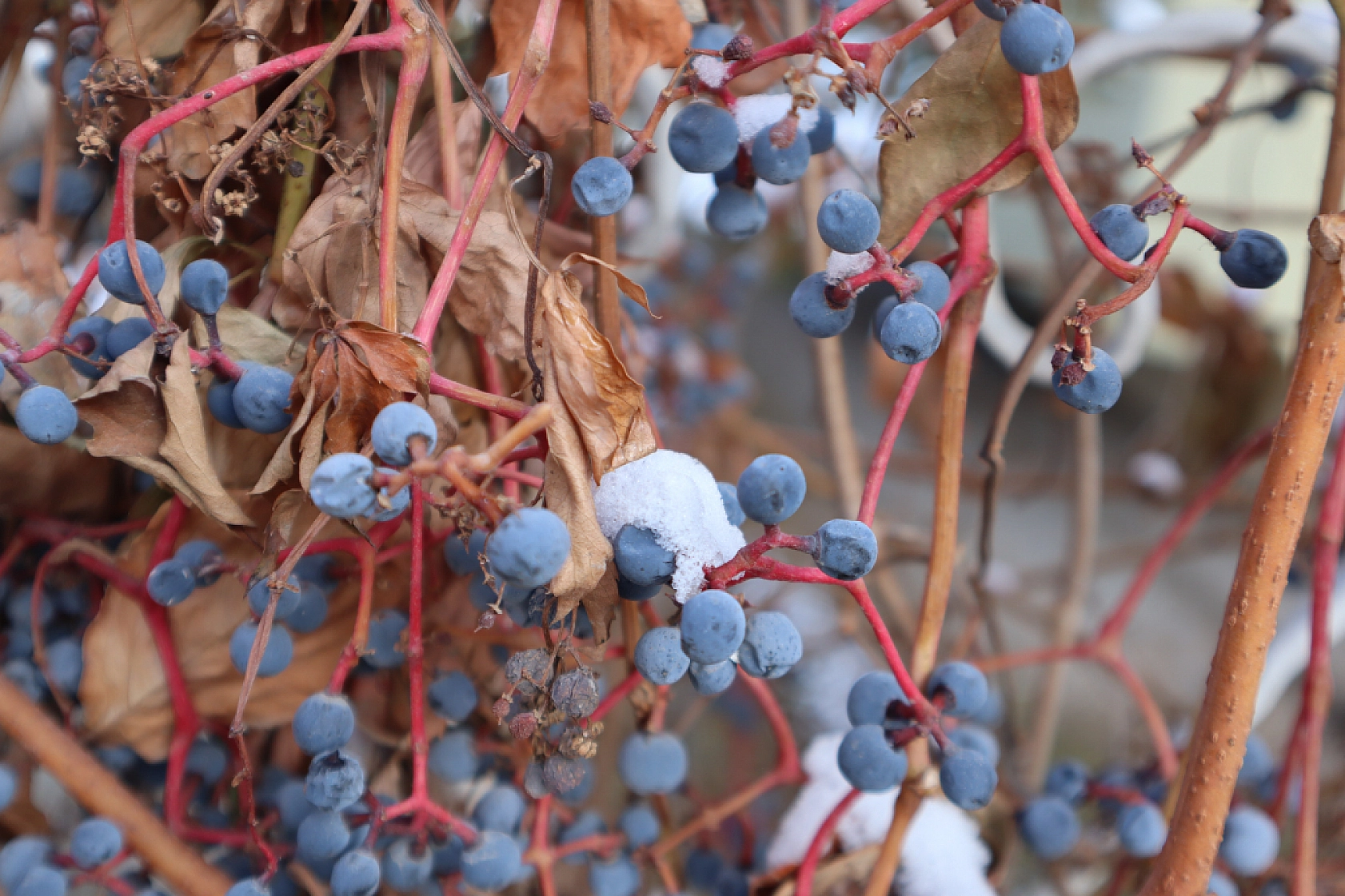 Malatya'ya Yeniden Kar Geliyor! Peki Ne Zaman Yağacak? İşte Detaylar...