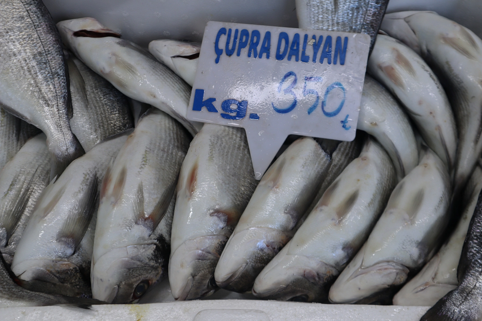Malatya'da Balık Fiyatları Şaşırtıyor: İşte Güncel Balık Fiyatları!