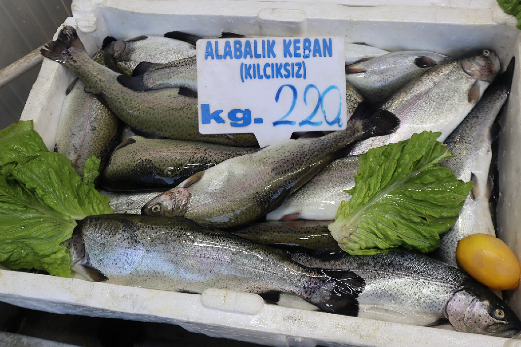 Malatya'da Balık Fiyatları Şaşırtıyor: İşte Güncel Balık Fiyatları!