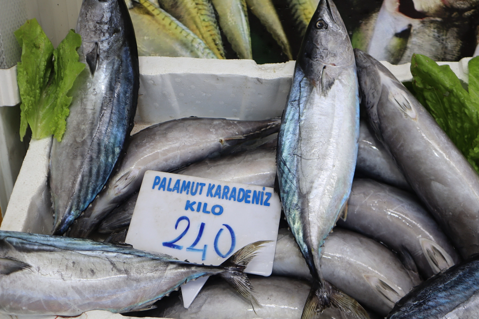 Malatya'da Balık Fiyatları Şaşırtıyor: İşte Güncel Balık Fiyatları!