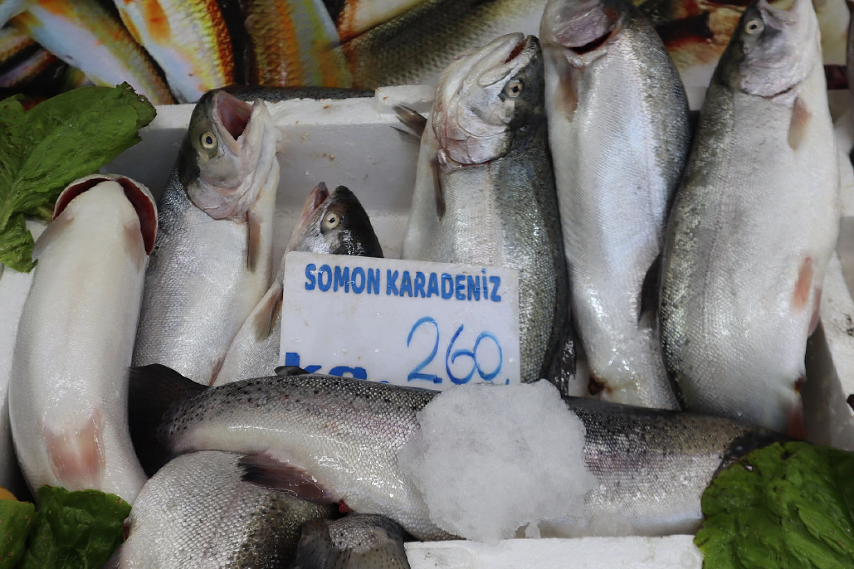 Malatya'da Balık Fiyatları Şaşırtıyor: İşte Güncel Balık Fiyatları!