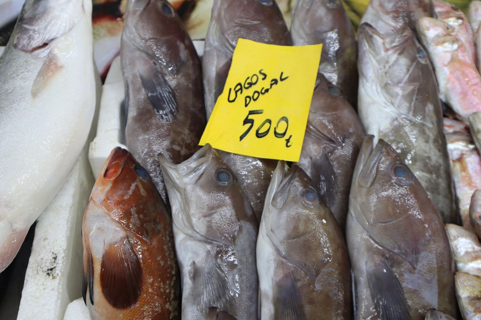 Malatya'da Balık Fiyatları Şaşırtıyor: İşte Güncel Balık Fiyatları!