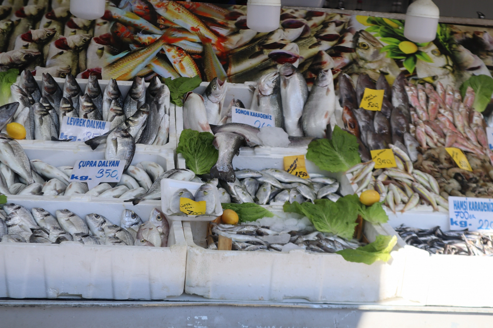 Malatya'da Balık Fiyatları Şaşırtıyor: İşte Güncel Balık Fiyatları!