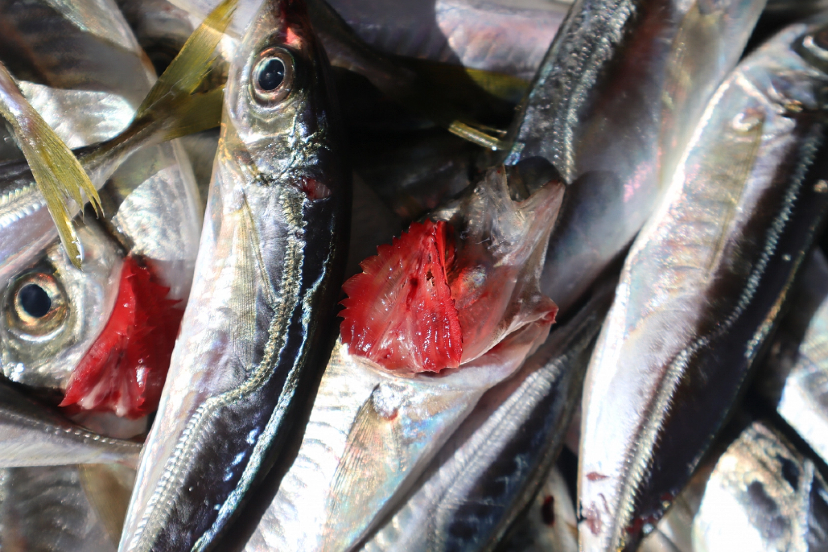 Malatya'da Balık Fiyatları Şaşırtıyor: İşte Güncel Balık Fiyatları!