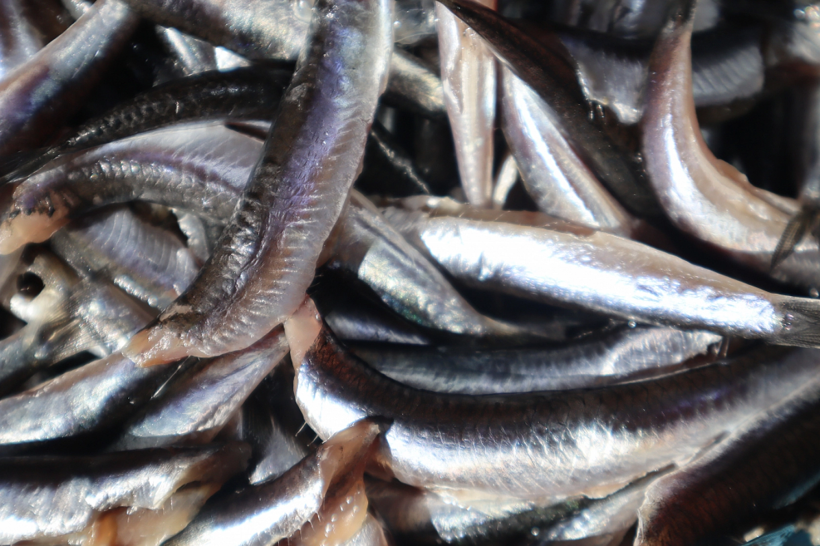 Malatya'da Balık Fiyatları Şaşırtıyor: İşte Güncel Balık Fiyatları!