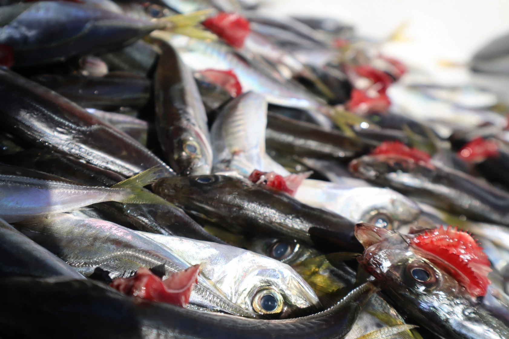 Malatya'da Balık Fiyatları Şaşırtıyor: İşte Güncel Balık Fiyatları!