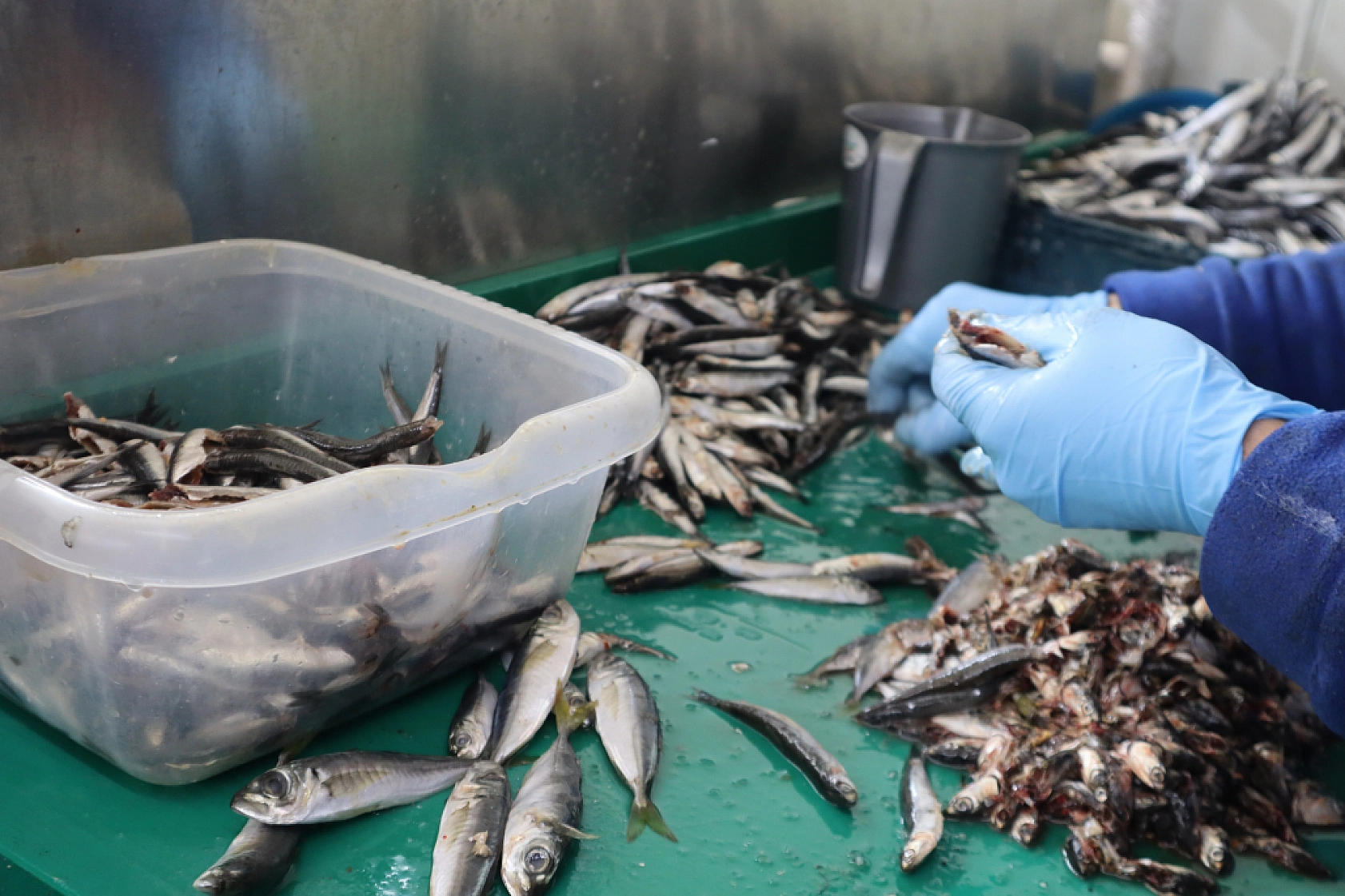 Malatya'da Balık Fiyatları Şaşırtıyor: İşte Güncel Balık Fiyatları!