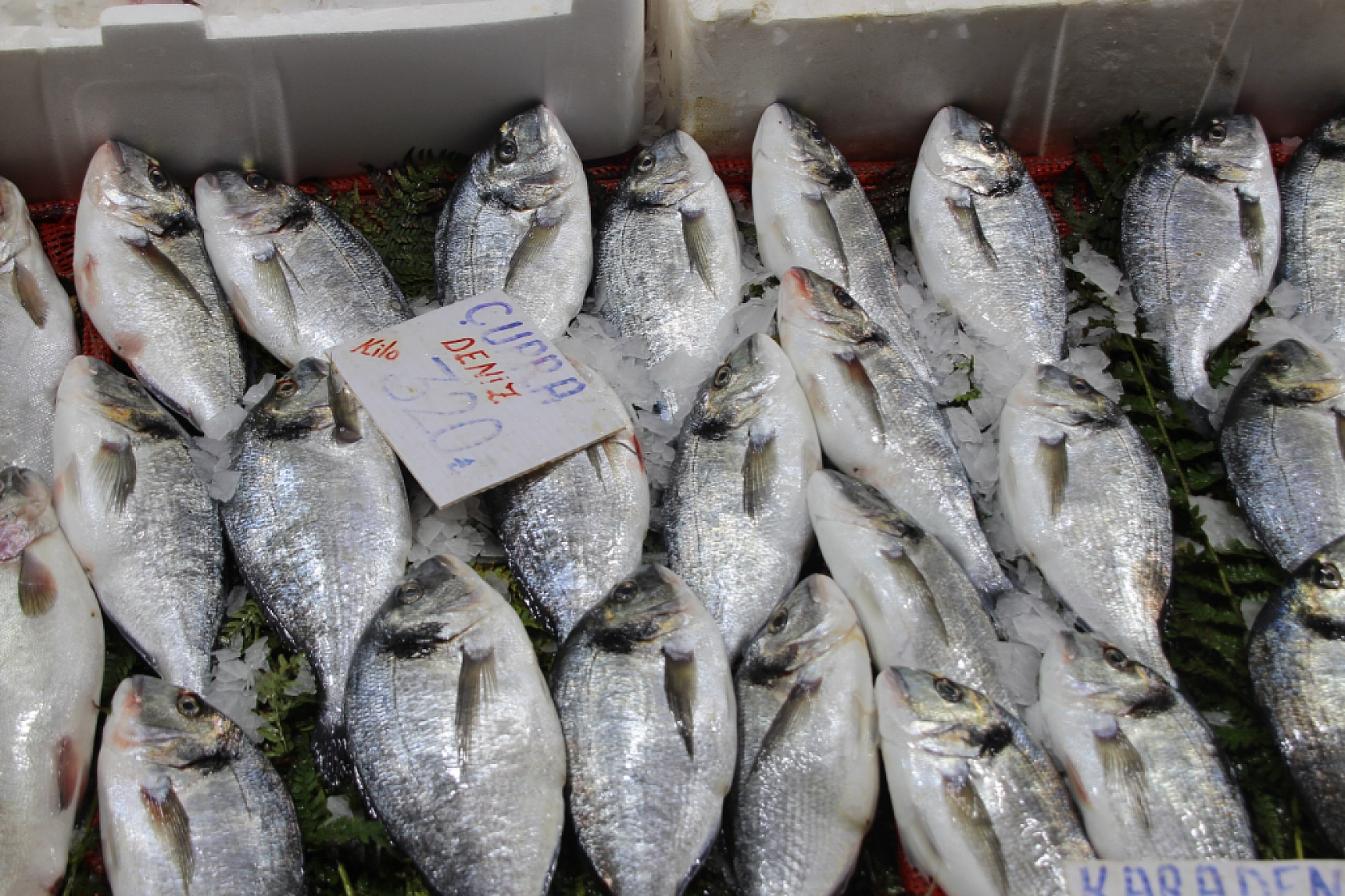 Ramazan'da Balık Fiyatları Sabit Kaldı: Vatandaşın Alım Gücü Yok…