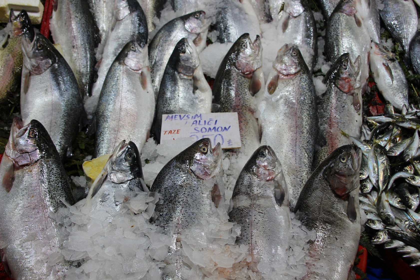 Ramazan'da Balık Fiyatları Sabit Kaldı: Vatandaşın Alım Gücü Yok…