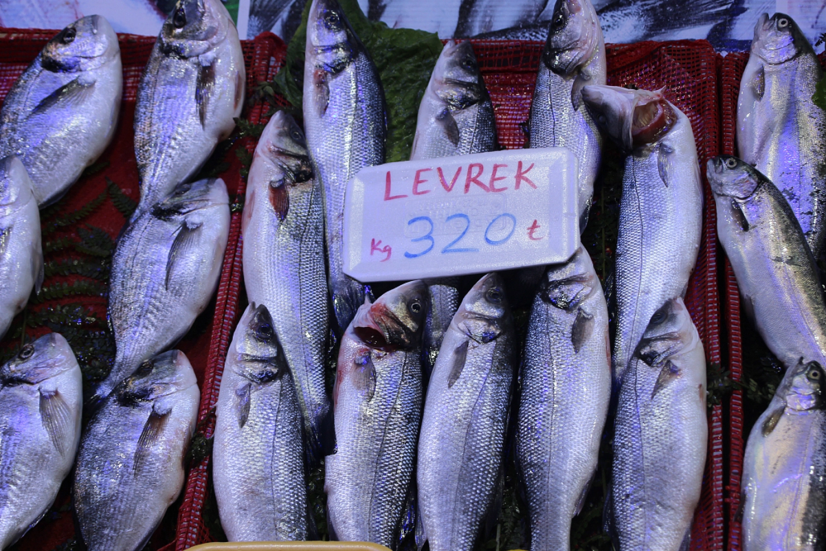 Ramazan'da Balık Fiyatları Sabit Kaldı: Vatandaşın Alım Gücü Yok…