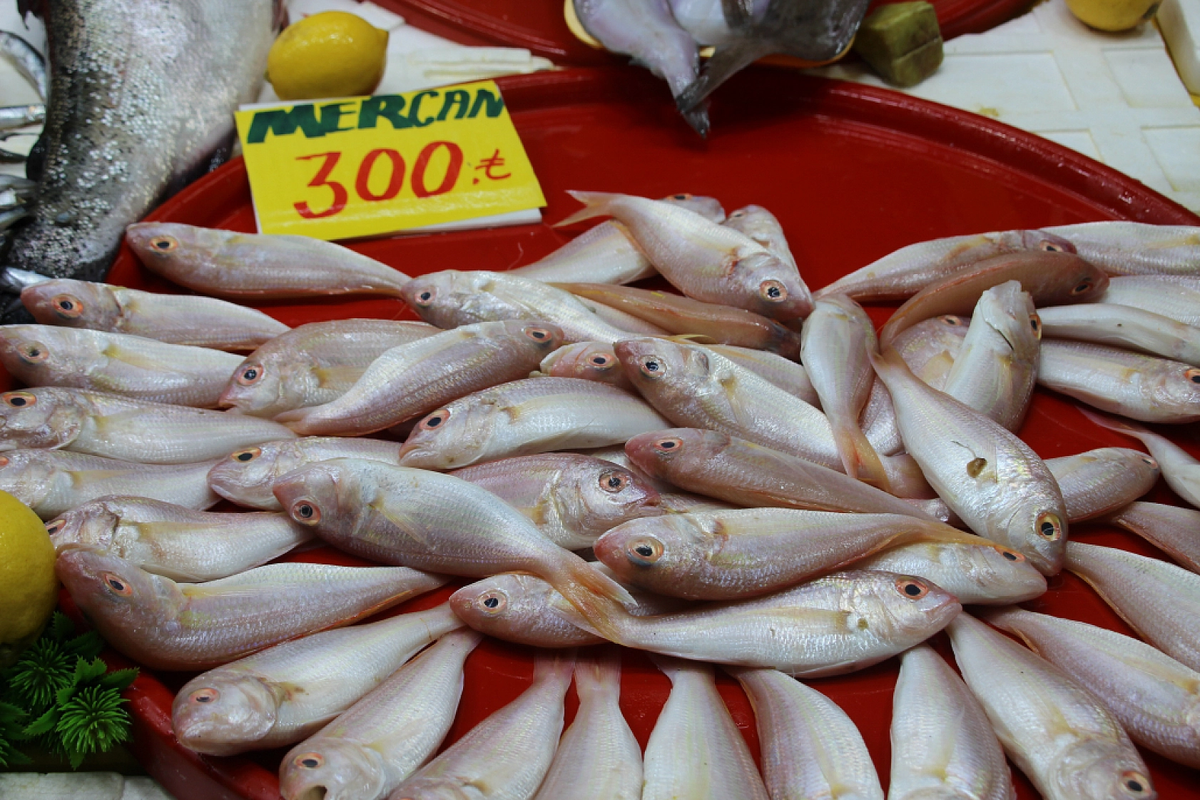 Ramazan'da Balık Fiyatları Sabit Kaldı: Vatandaşın Alım Gücü Yok…