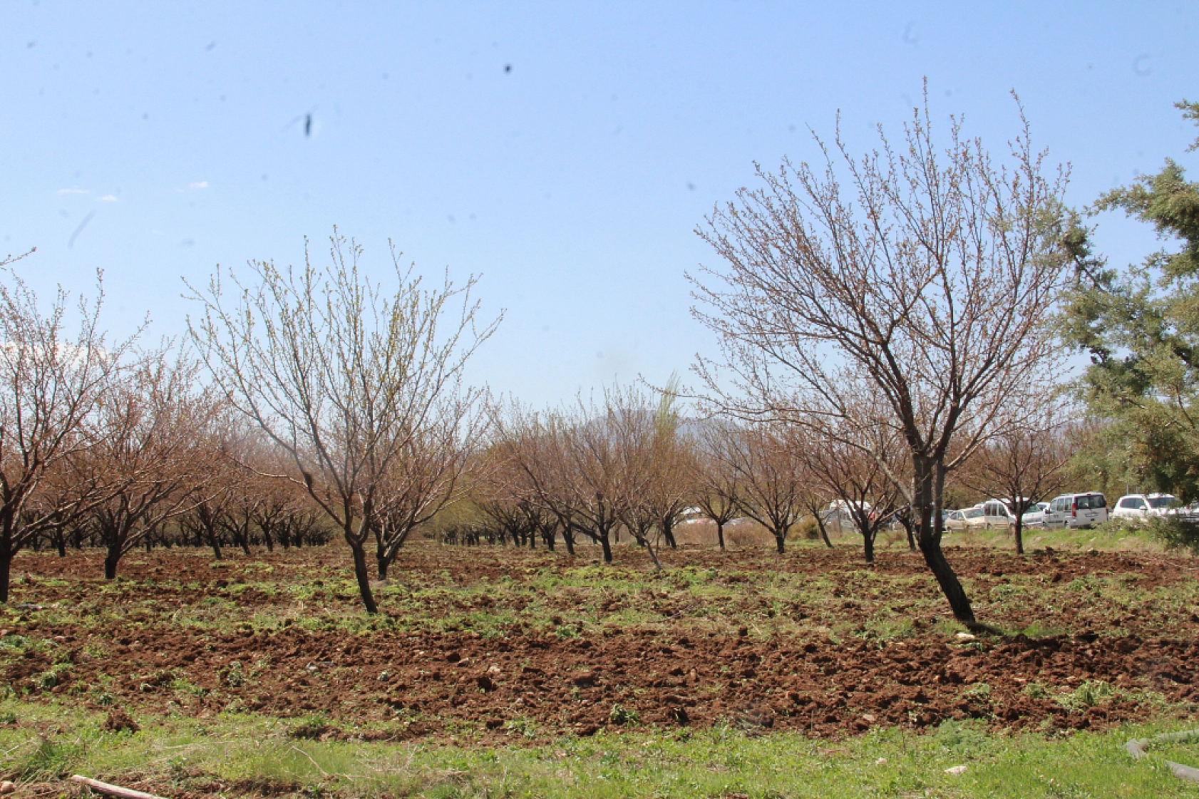 Bayraktar'dan TARSİM'e çağrı: Don ve kuraklık karşısında çiftçi yalnız bırakılıyor...