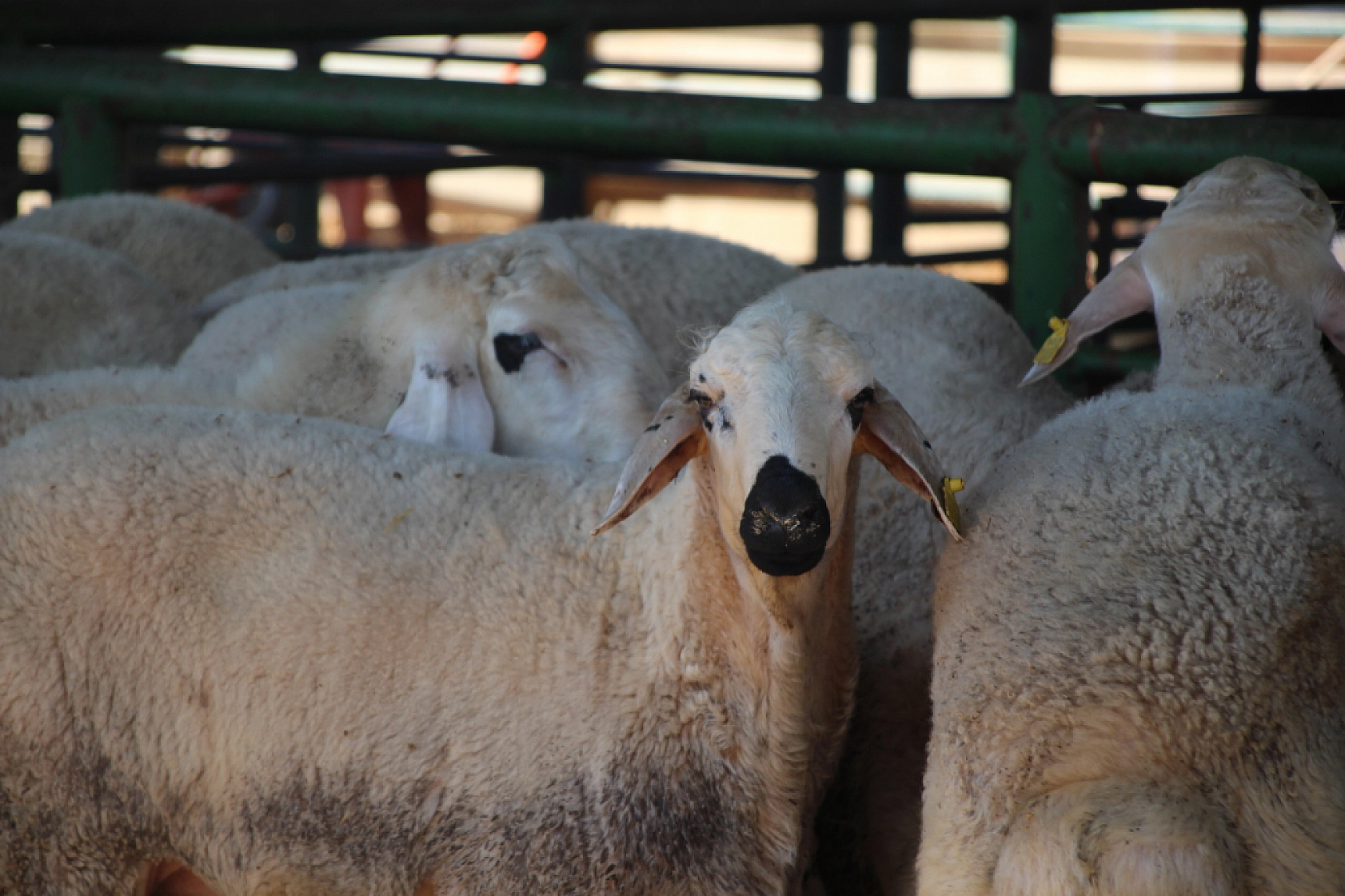 Bayramda Kesilecek Kurbanlık Sayıları Belli Oldu