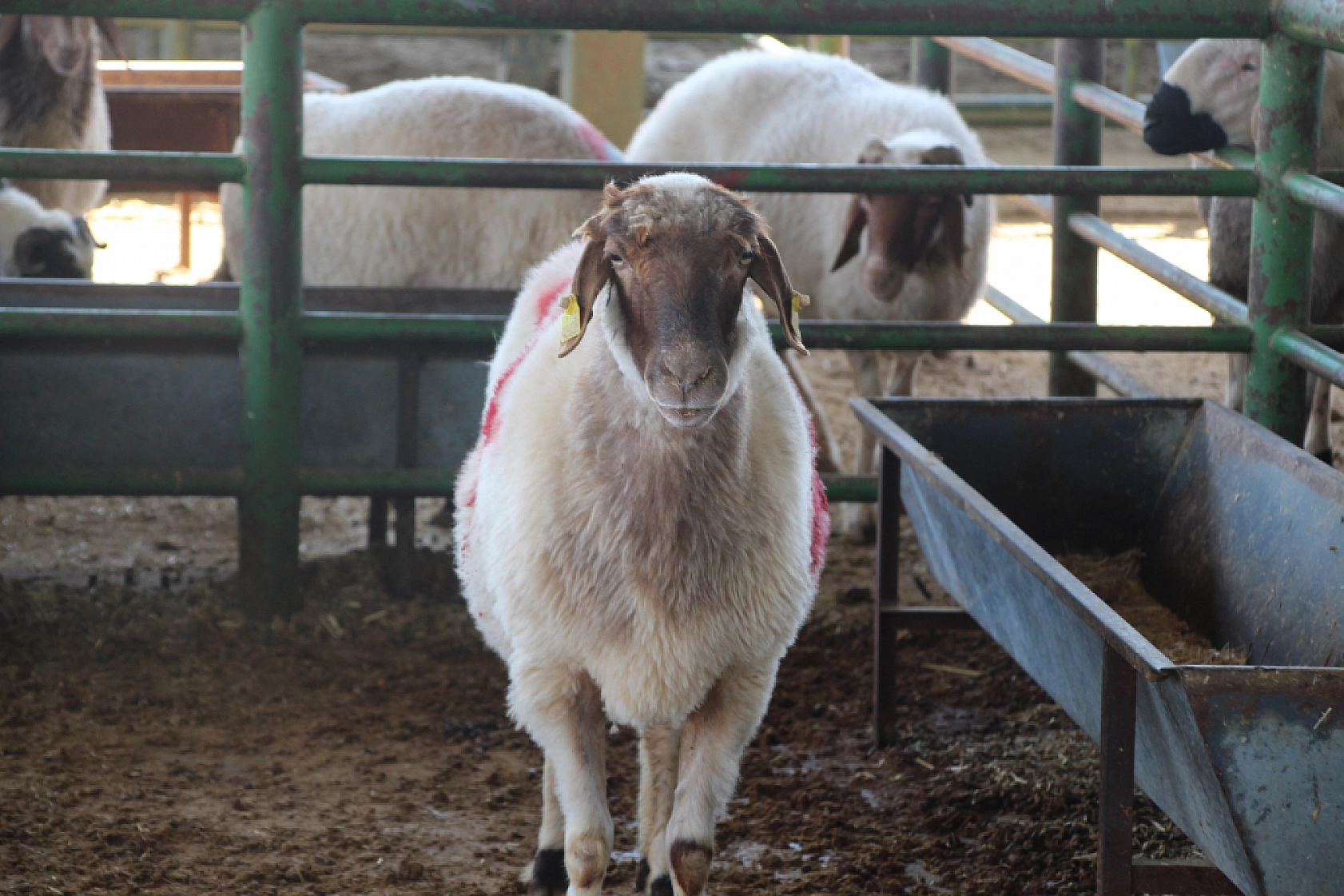 Yetiştiricilere Müjde: Satılmayan Kurbanlıkları ESK Alacak!