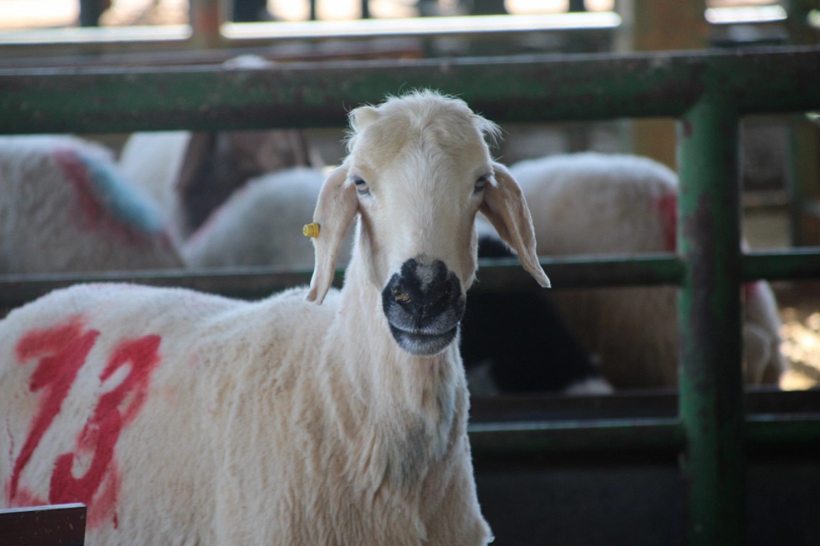 Yetiştiricilere Müjde: Satılmayan Kurbanlıkları ESK Alacak!