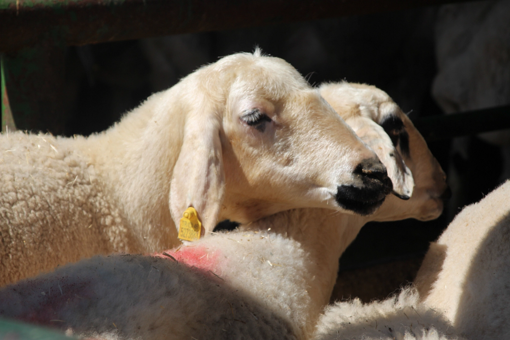 Sahte para ve çeklere dikkat! Yetiştiriciler bayram öncesi uyarıldı...!