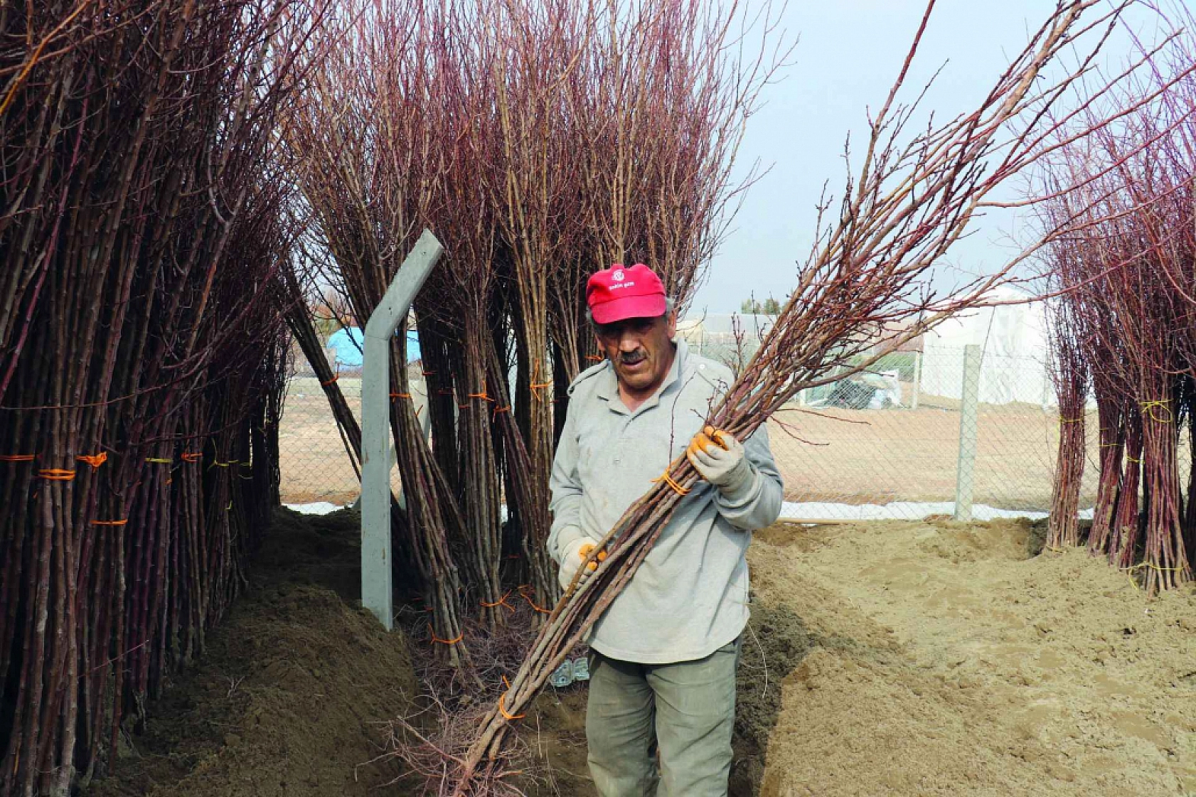 Hatalar Verimi Düşürüyor: Kayısı Fidanı Dikiminde Bu Yanlışlardan Uzak Durun!
