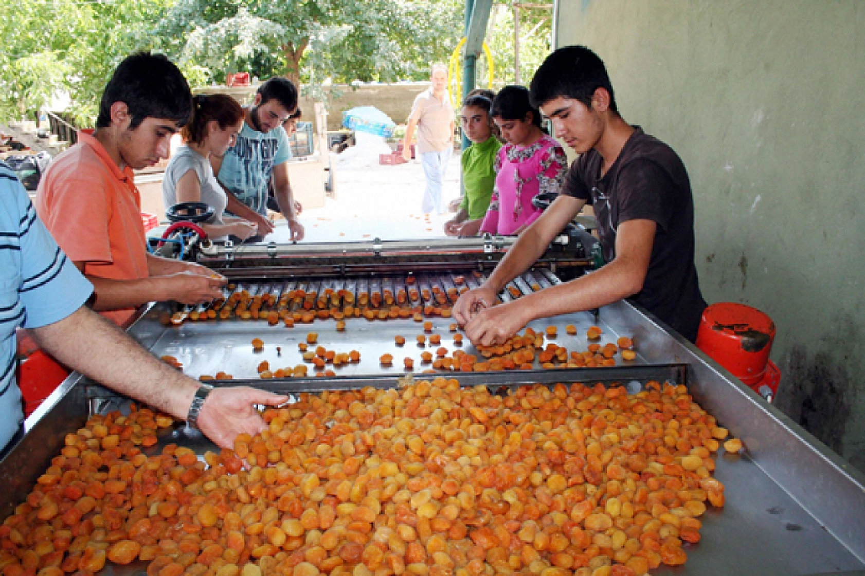 TMO'dan Alım Kararı! Malatya Kayısısı Giresun Fındığının Gölgesinde Kaldı!