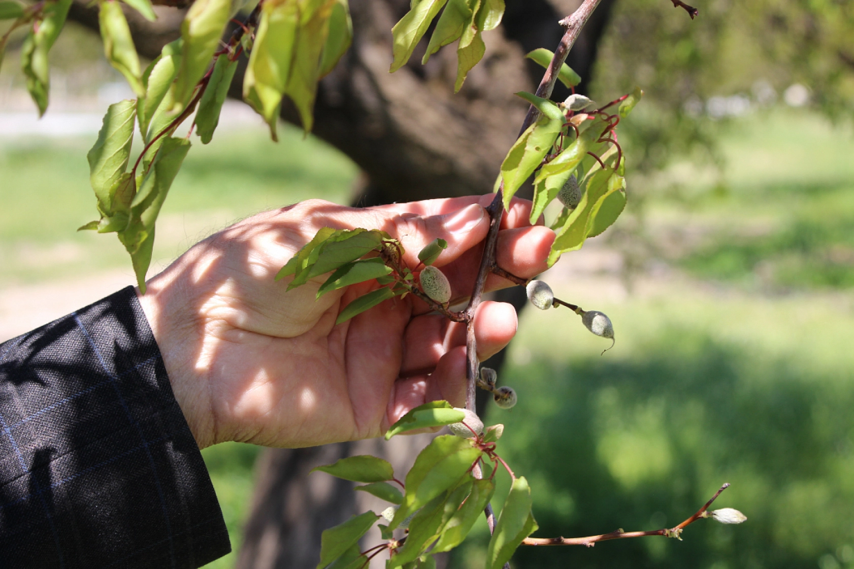 Malatya kayısı felaketinde vahim iddia | Rant çeteleri iş başında: 'Yalancı, Sahtekarlar'|