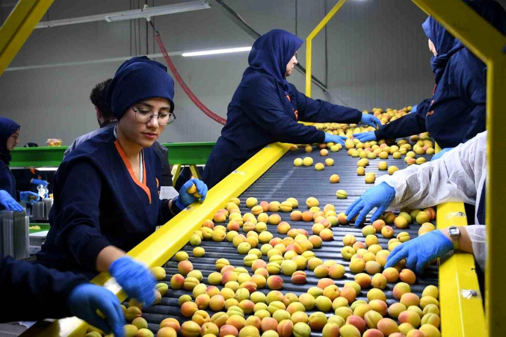 Malatya kayısısı tehlikede: Avrupa tüm ürünleri raftan indiriyor!