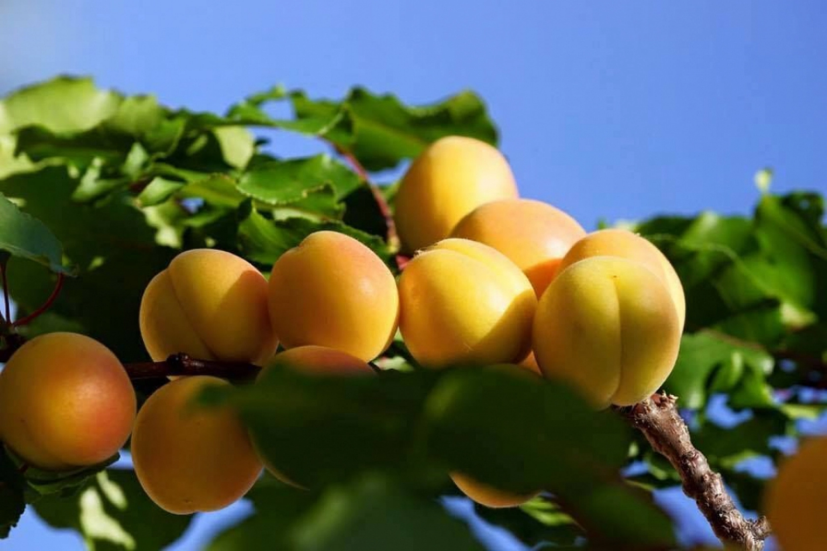 Malatyalılar İçin Beklenen An Geldi: Kayısıda Taban Fiyat Belirlendi!
