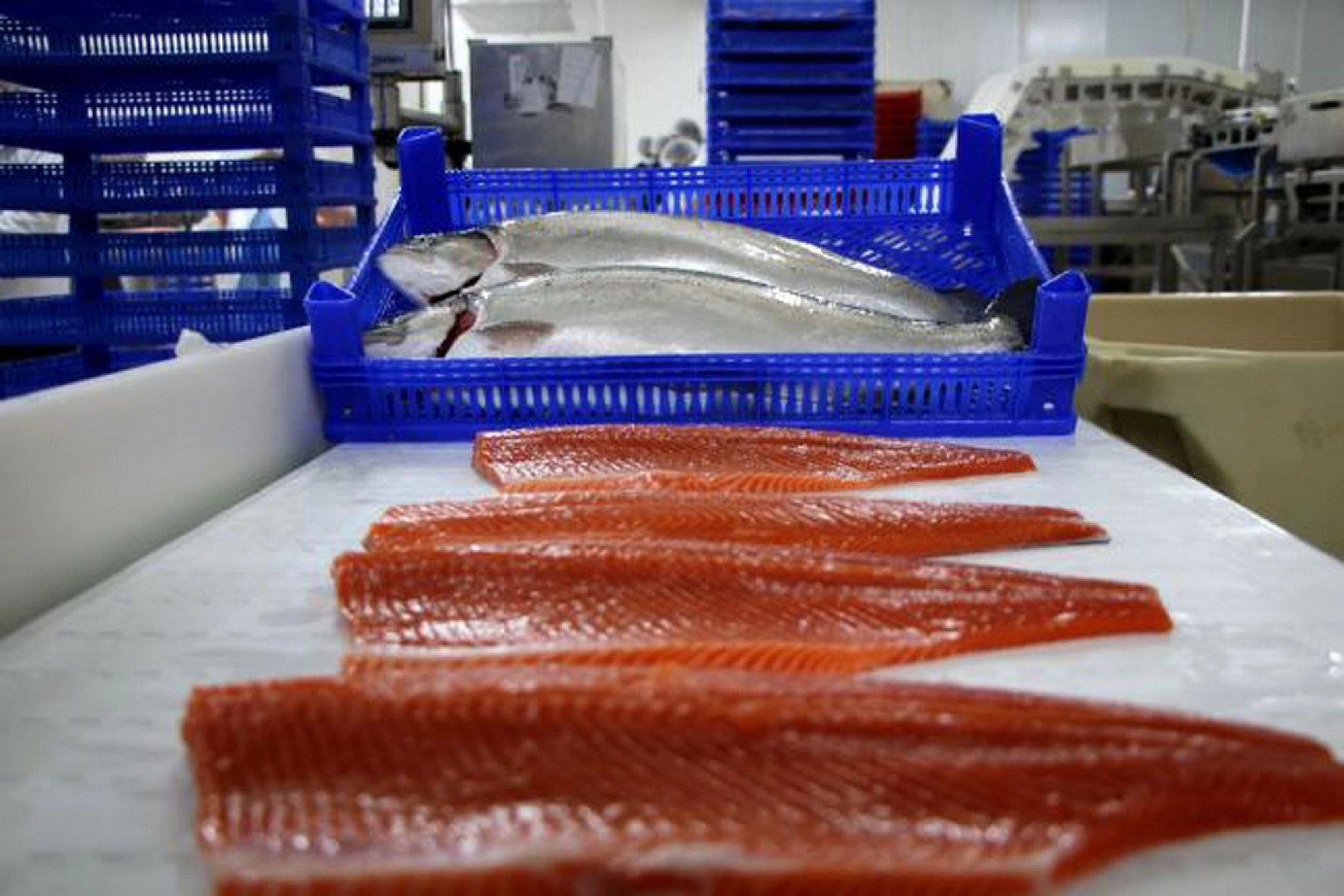 Denizi Olmayan Malatya Balık Üretiminde Lider