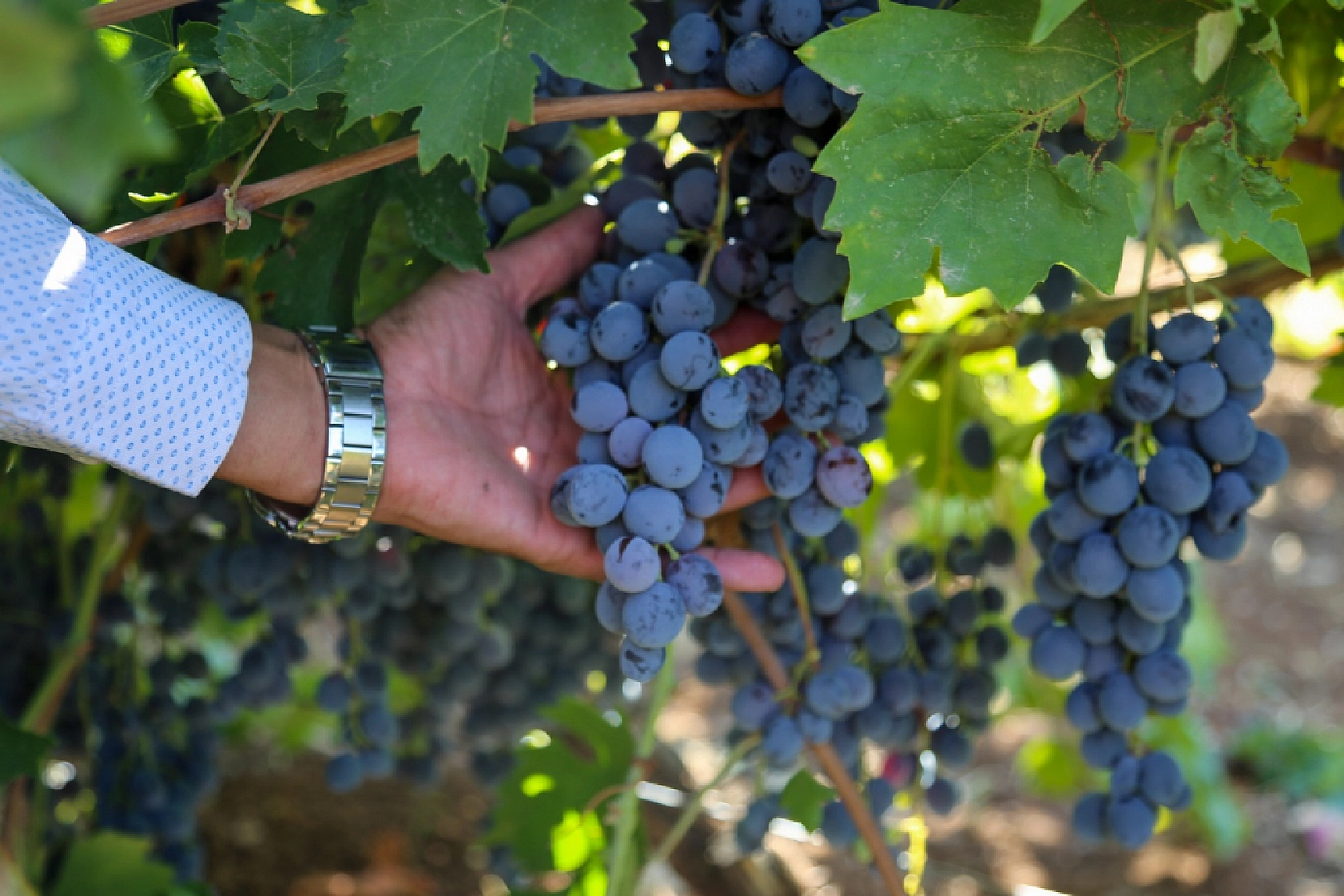 Malatya 33 Ülkeden 301 Şehirle Birlikte Vizyonuna Sahip Çıkıyor: Hedef Sürdürülebilir Gelecek!