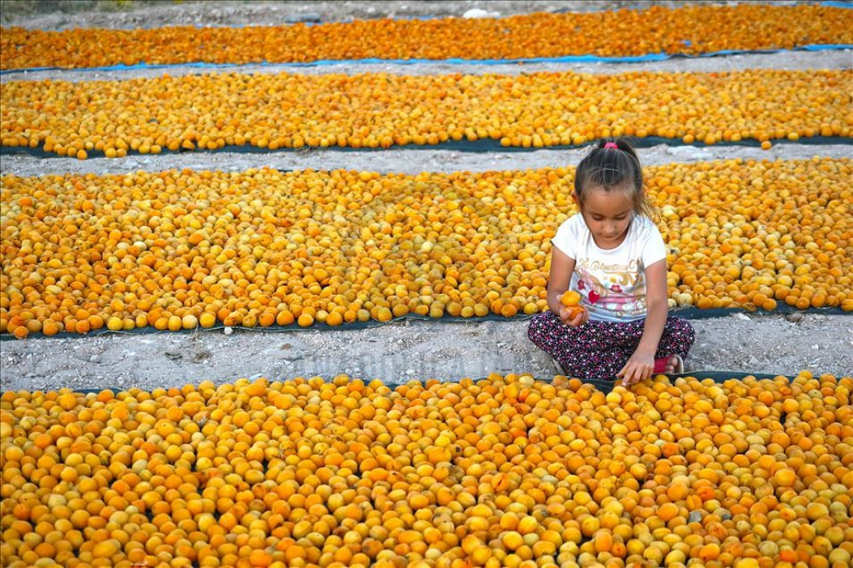 Malatya'ya Müjde! TMO Alım Yapacak! İşte Detaylar...