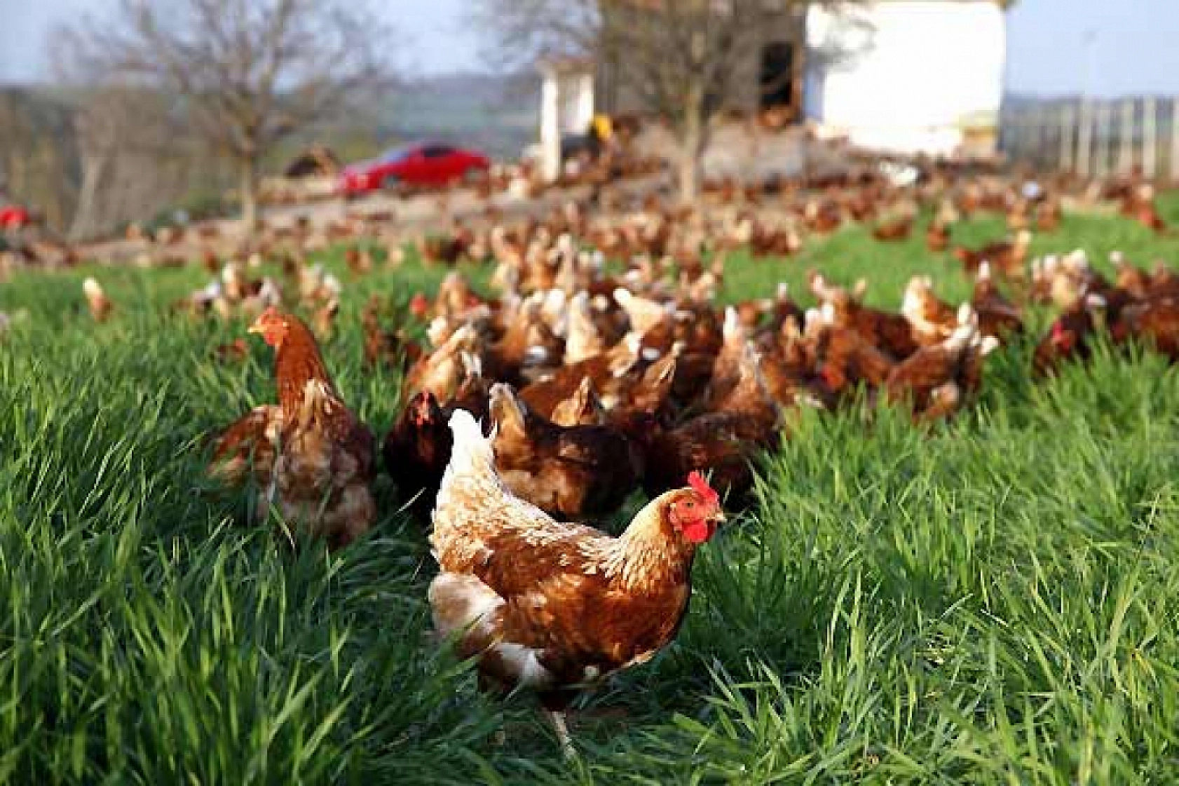Malatya'da Kümeslerin Dengesi Şaştı: Et Tırmanıyor, Yumurta Eriyor