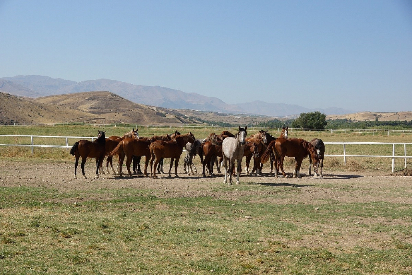 Malatya'da Yetiştirilen Milyonluk Taylar İstanbul'da Görücüye Çıkıyor!