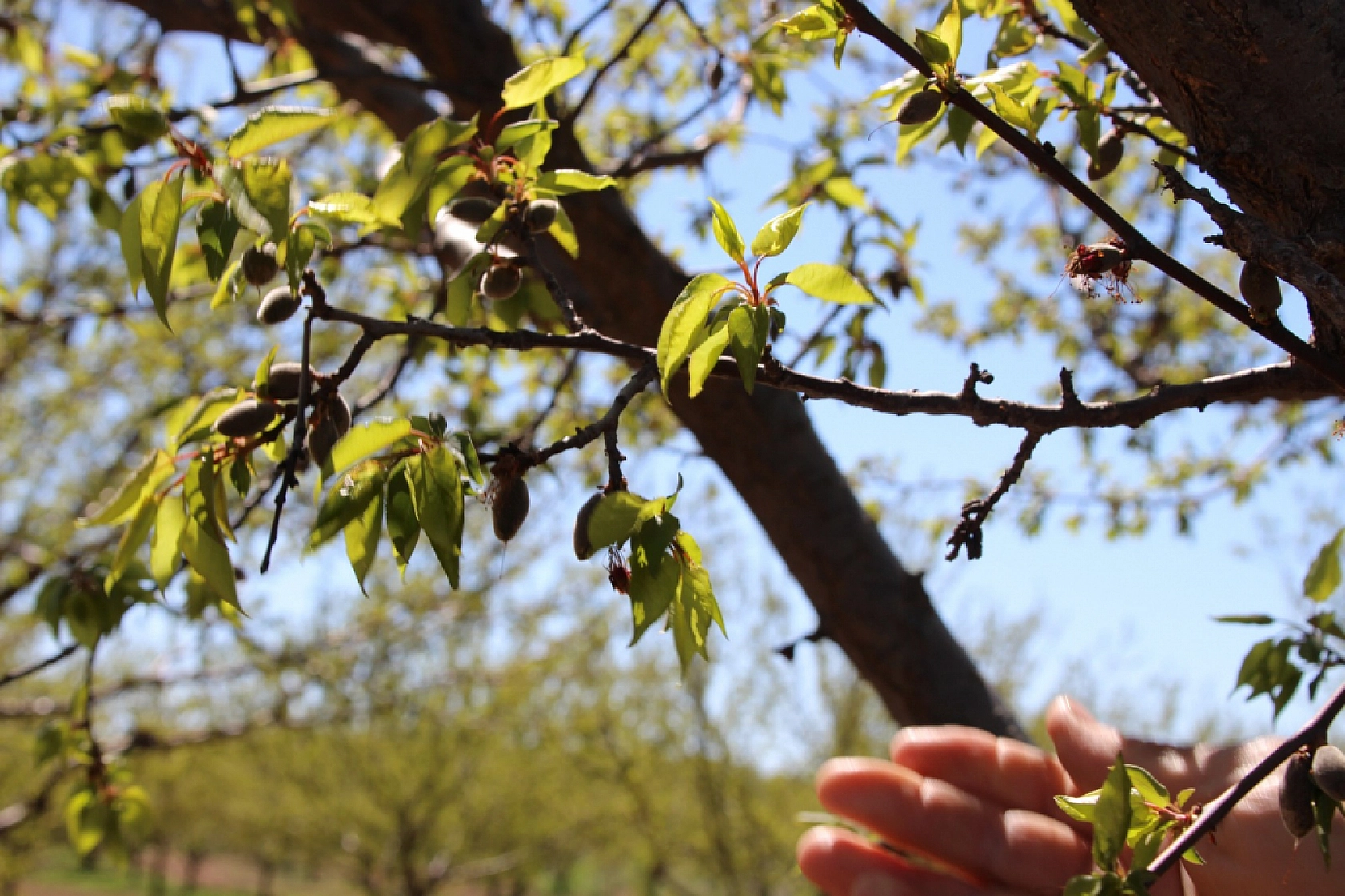 Deprem yetmedi, don vurdu: Malatya'da üretici yasta