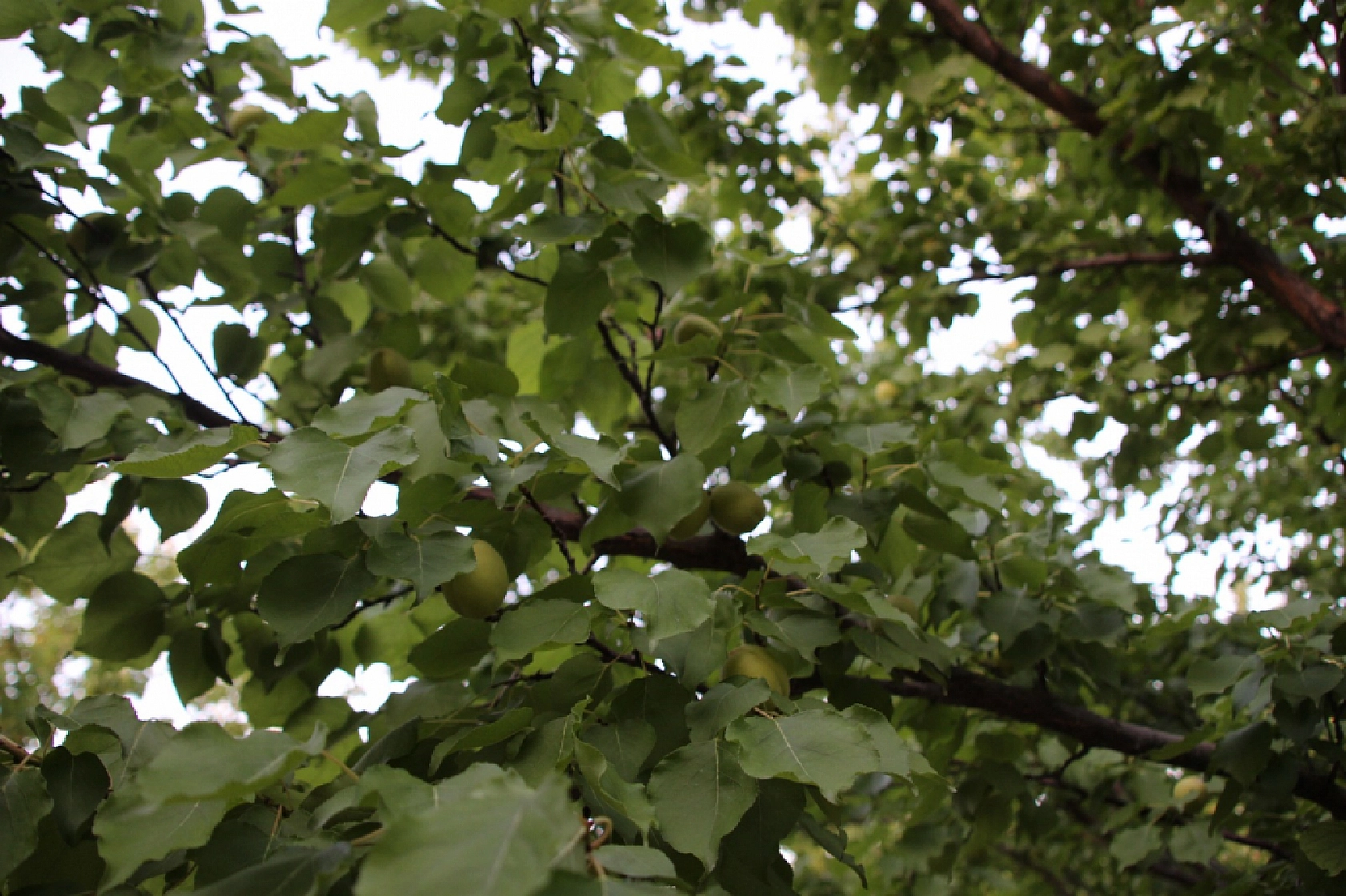 Malatyalılar İçin Beklenen An Geldi: Kayısıda Taban Fiyat Belirlendi!